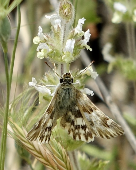 marbled skipper